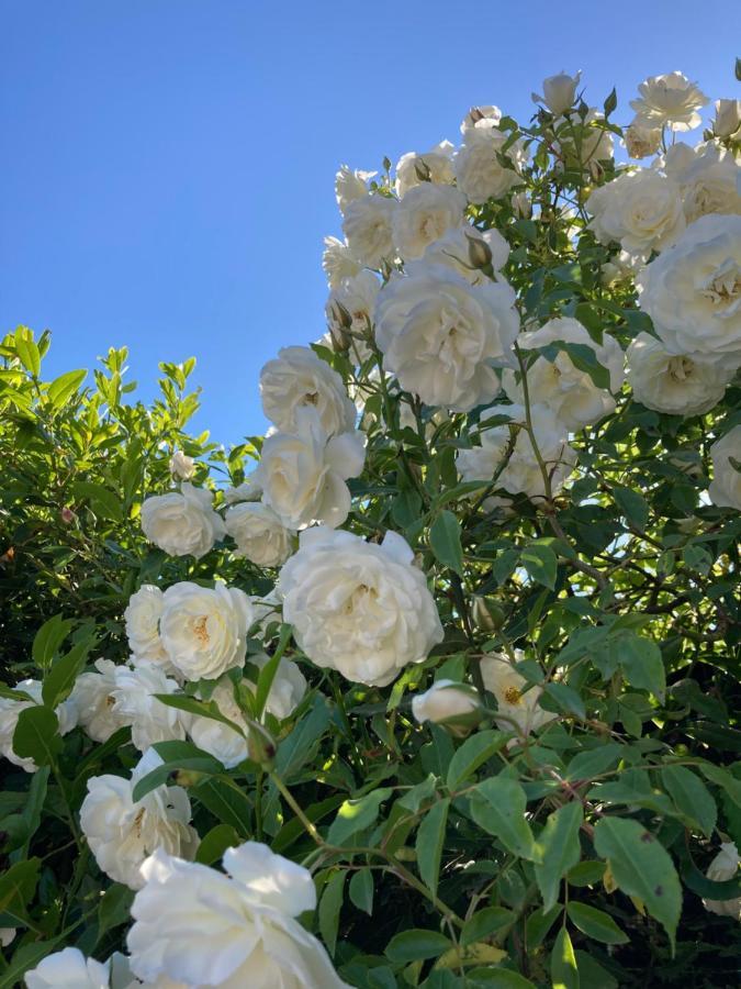 La Rosa del lago Bracciano (Rome) Exterior foto